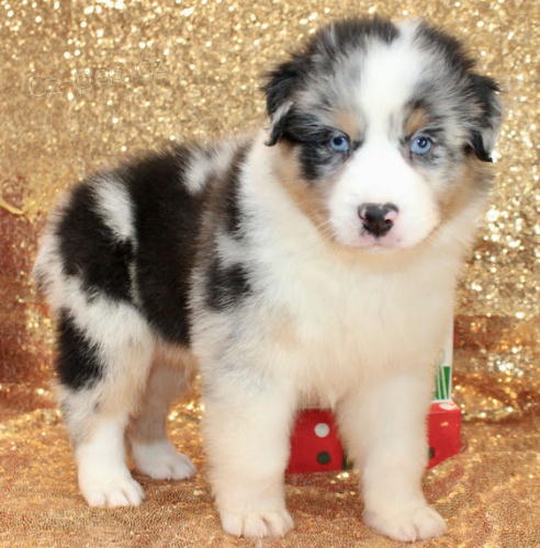 Prod�m �t��ata australsk�ho ov��ka