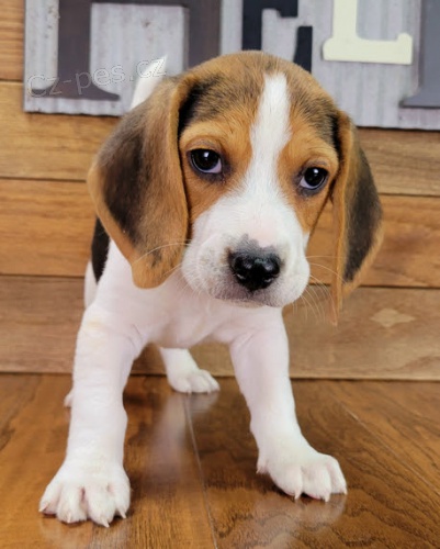 �t��ata b�gla k dispozici a p�ipravena k prodeji. V�ichni jsou o�kovan�, od�erven� a r�di si hraj� s d�tmi a jin�mi zv��aty.