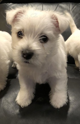 Prod�m �t��ata West Highland White Terriers