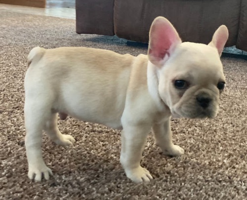 Prod�m ZDRAV� a O�KOVAN� �t��ata francouzsk�ho buldo�ka. Moje �t��ata jsou vychov�v�na v m�m dom� s ko�kami a jin�mi mal�mi zv��aty. Hygienicky jsem je vycvi�ila a jsou velmi p��tel�t� a socializovan�.