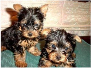 Yorkie �t��ata.