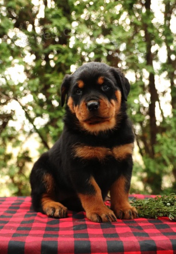 Chunky Rottweiler �t��ata.