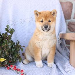 Shiba �t��ata.