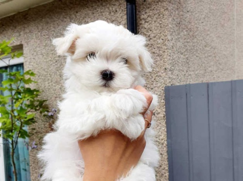 Dv� �pi�kov� malt�zsk� �t��ata k dispozici