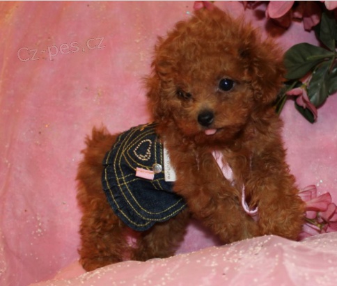 Pejsek a fenka �t��ata Pudl