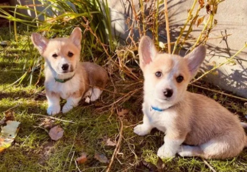 �t��ata Welsh Corgi Pembroke