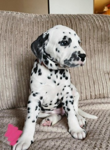 12 t�dn� dalmatin �t��ata