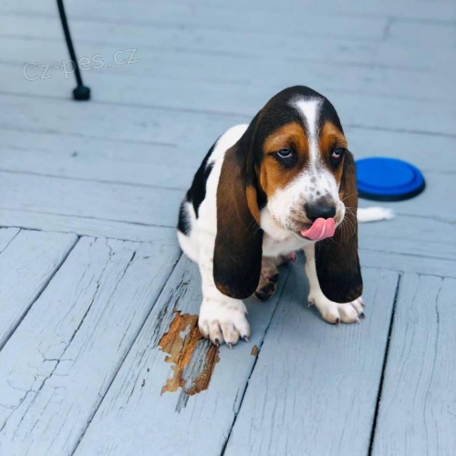 �t��ata Basset Hound.