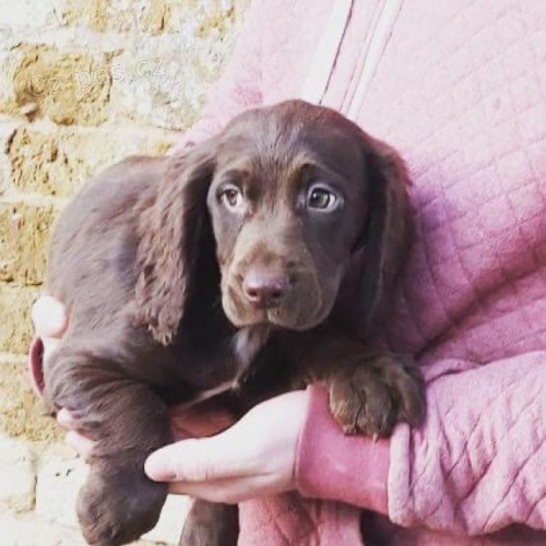 �okol�dov� va�i� �t��ata �pan�l�.