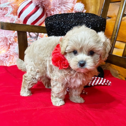 o�kovan� mini �t��ata Maltipoo k adopci.