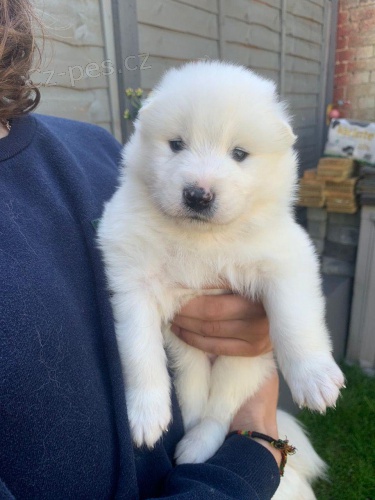 Samoyed �t��ata.