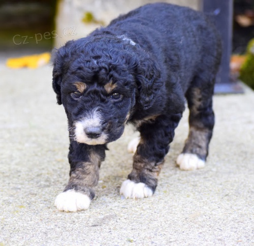 Prod�m �t��ata Bernedoodle