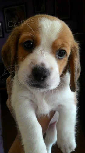 �t��ata b�gla tricolor na prodej.