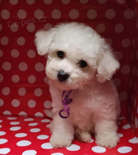 Prod�m kr�sn� a zdrav� o�kovan� �t��ata Bi�onka.