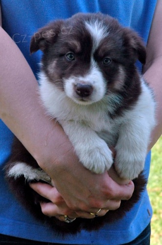 Kr�sn� fenka a pejsek Border kolie k adopci