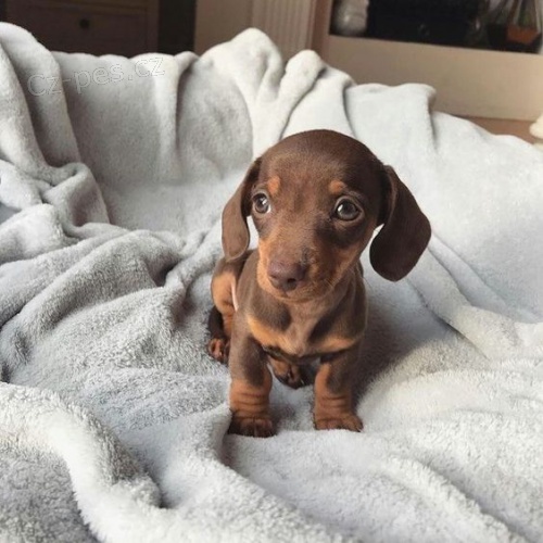 Prod�m zdrav� a o�kovan� �t��ata jezev��k�