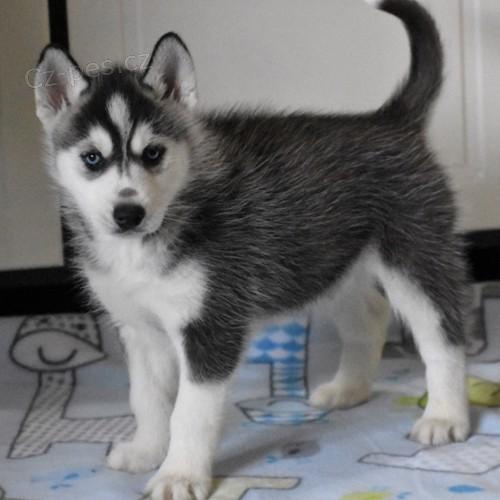 �t��ata sibi�sk�ho husky.