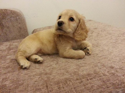 �t��ata kokr�pan�l�.