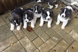 �ist� Akita �t��ata.