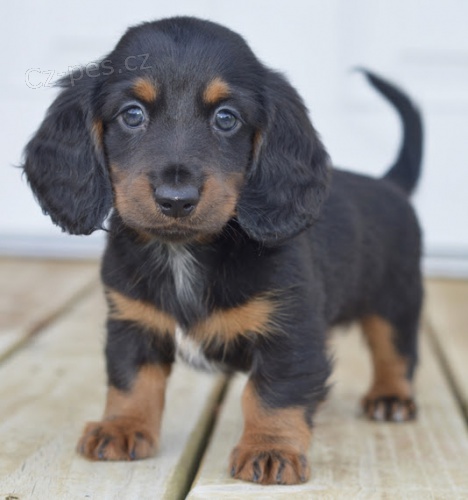 kr�sn� fenka a pejsek o�kovan� a od�erven� �t���tka jezev��k� k adopci