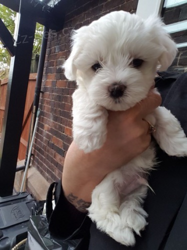 O�KOVAN� �t���tka mini malt�z��ek k adopci