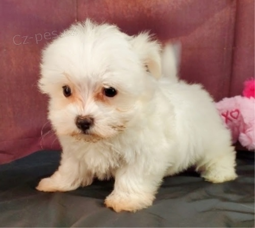 O�KOVAN� a od�erven� �t���tka mini malt�z��ek k adopci