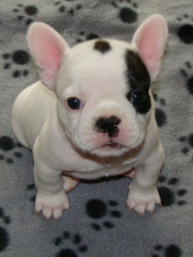 Prod�m od�erven� a o�kovan� �t��ata francouzsk�ho buldo�ka.