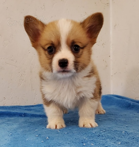 o�kovan� a od�erven� �t��ata Pembroke Welsh Corgi k adopci