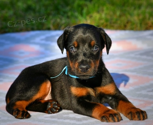 zdrav�, o�kovan� a od�erven� dobrman �t��ata k adopci