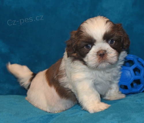 prod�m o�kovan� kr�sn� �t��ata SHIH TZU