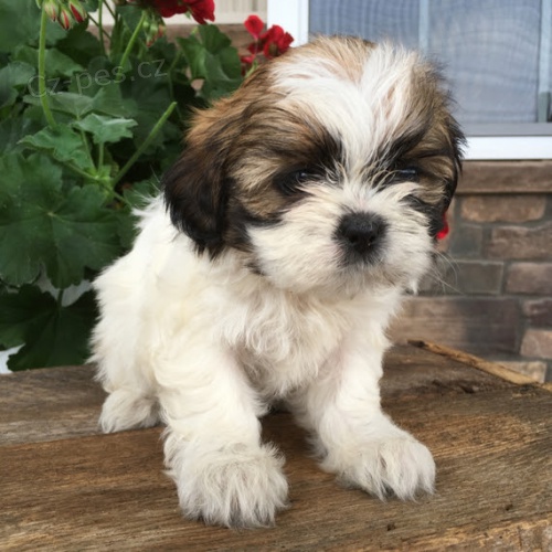 o�kovan� �t��ata fena a pes SHIH TZU k adopci.