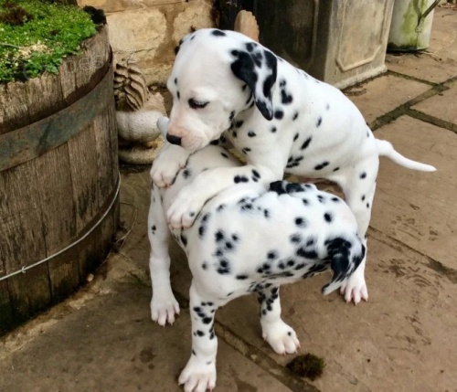 o�kovan� �t��ata dalmatin� k adopci