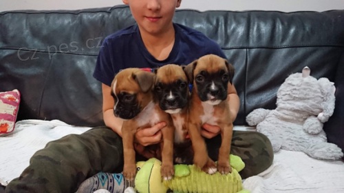 fenka a samec zdrav� �t��ata boxera k adopci