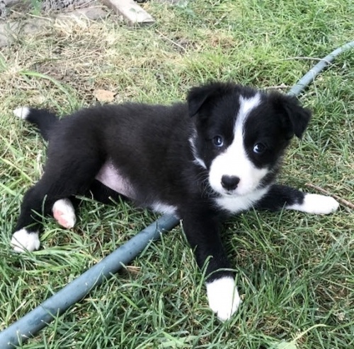 zdrav� �t��ata fenky a pejska Border kolie k adopci