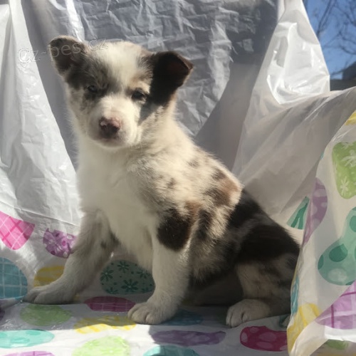 zdrav�, o�kovan� a od�erven� �t��ata fenky a pejska Border kolie k adopci