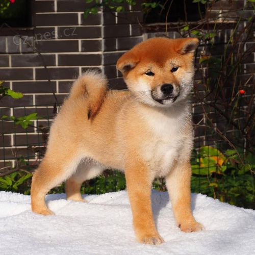 Prod�m o�kovan� a zdrav� �t��ata shiba inu