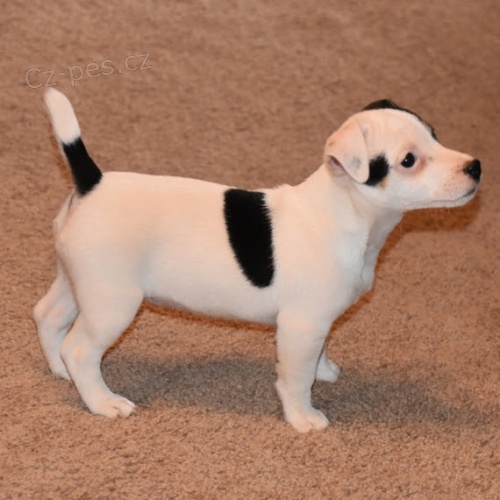 kr�sn� o�kovan� �t���tka jack russella k adopci