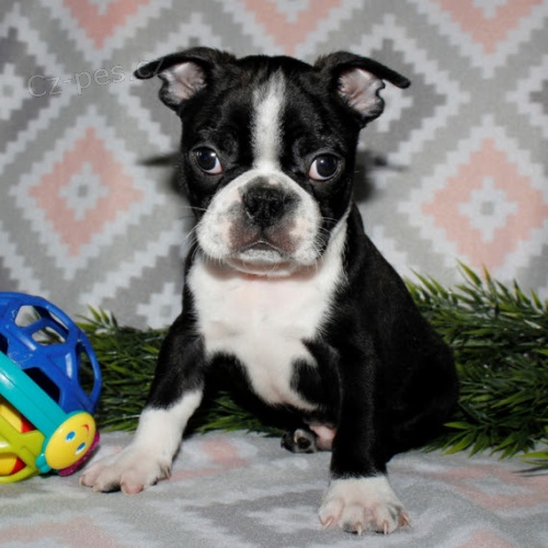 Prod�m zdrav� o�kovan� �t��ata bostonsk�ho teri�ra