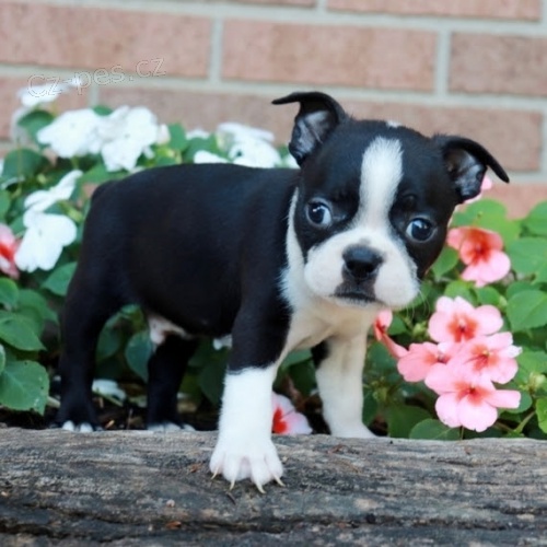 Zdrav� o�kovan� �t��ata feny Bostonsk�ho teri�ra k adopci