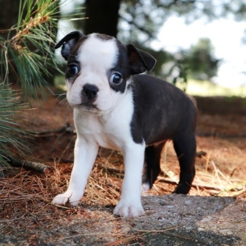 �t��ata bostonsk�ho teri�ra k adopci