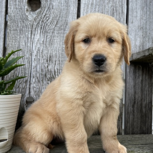 Prodej kr�sn�ch �t��at zlat�ho retr�vra a pejska.