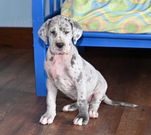 Prod�m o�kovan� a od�erven� �t��ata N�meck� dogy.