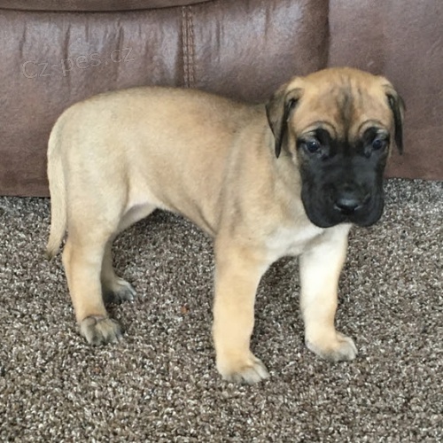 Prod�m o�kovan� a od�erven� �t��ata n�meck� dogy.