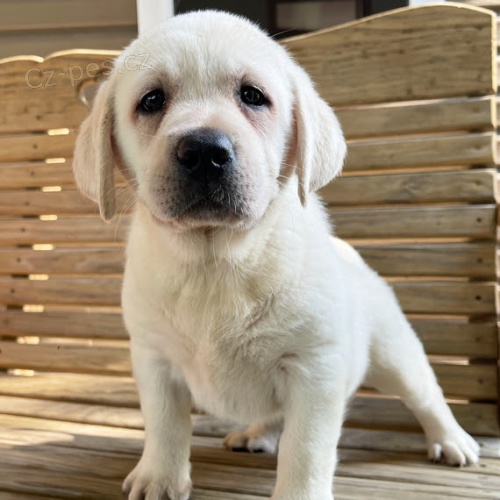 Zdrav� o�kovan� a od�erven� �t���tka labradorsk�ho retr�vra k ADOPCI.