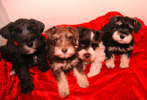 �t��ata mal�ch kn�ra�� k adopci. Jsou o�kovan� a od�erven�.