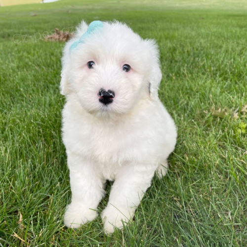 Prod�m kr�sn� �t��ata portugalsk�ho vodn�ho psa