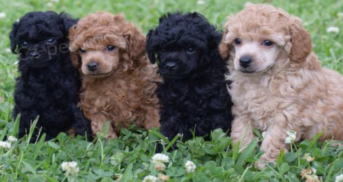 Zdrav� a kr�sn� �t��ata pudla k adopci. �t���tka jsou v�echna o�kovan� a od�erven�.