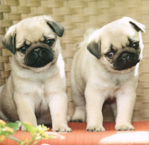 �ern� a b�ov� mops� samec a fenka k adopci.