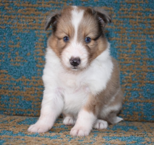 Shetlandsk� ov��k �t��ata k adopci.