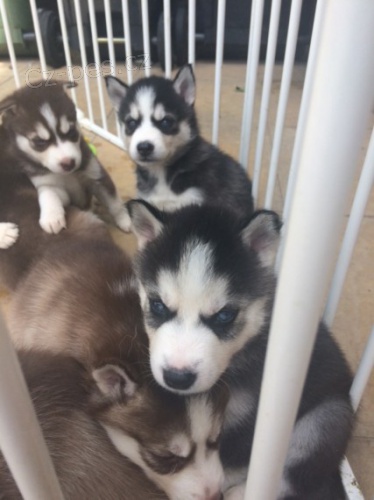 ZDRAV� a o�kovan� sibi�sk� husky s kr�sn�ma modr�ma o�ima K Adopci. �t���tka jsou v�echna od�erven�, o�kovan� a socializovan�.